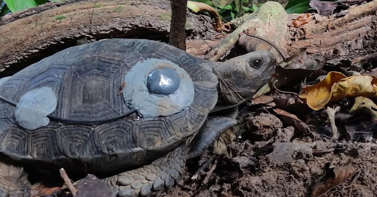 The young volunteers monitor the released tortoises, record movement data using VHF telemetry.