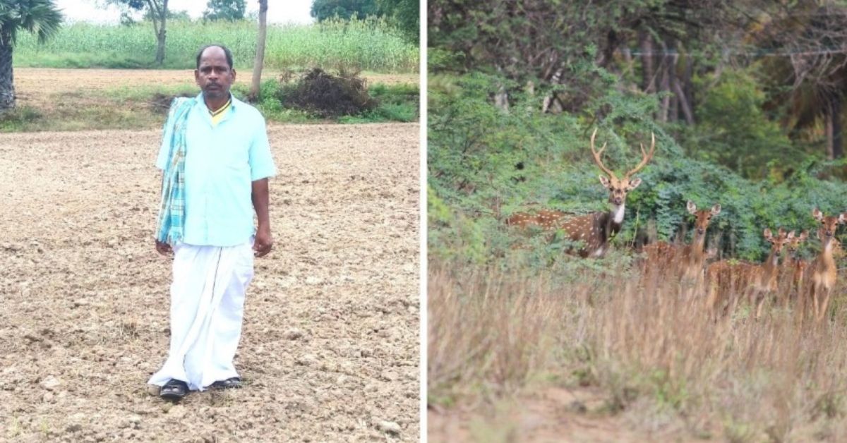 This Tamil Nadu Farmer Gave Up 50 Acres of Land — Now, 1800 Deer Call It Home