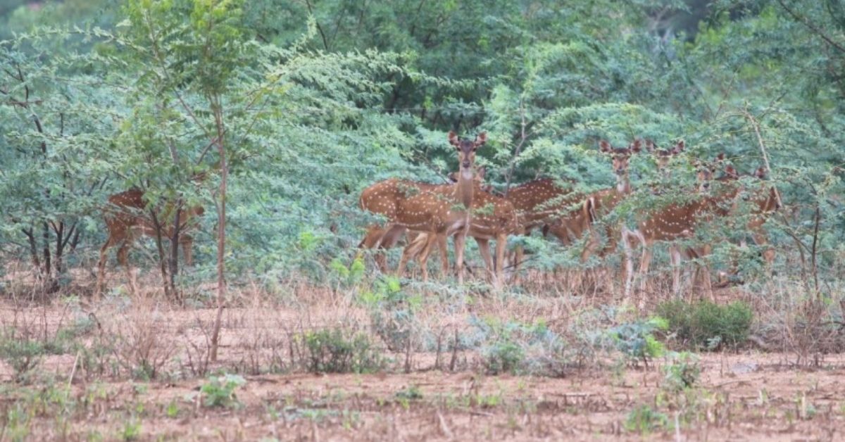 The district collector and forest department officials frequently visit the farm to ensure the protection of the wildlife.