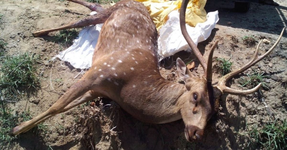 Considering the increasing threats, Gurusamy has requested authorities to relocate the deer to a safer place.