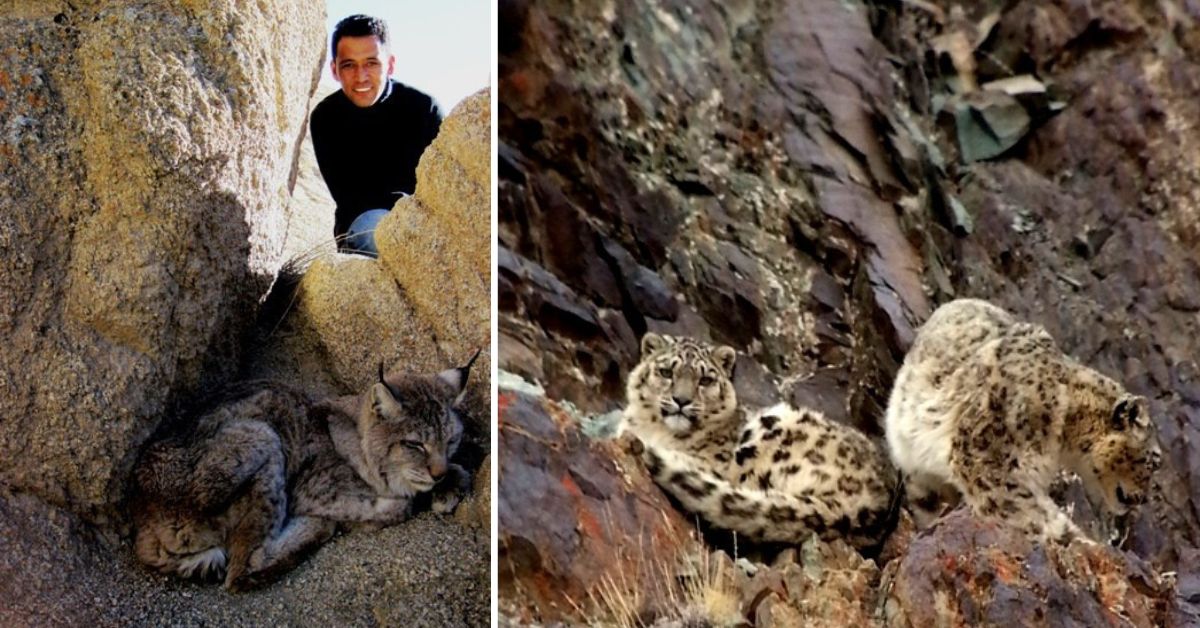Ladakhi Wildlife Guard: Rescued 47 Snow Leopards Using Simple Tools Over 20 Years