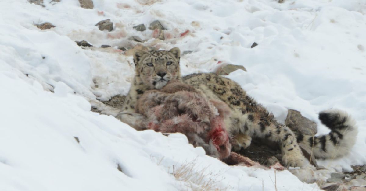 With modern techniques, it's critical to understand how much of a drug needs to be used in a dart before tranquillizing the snow leopard