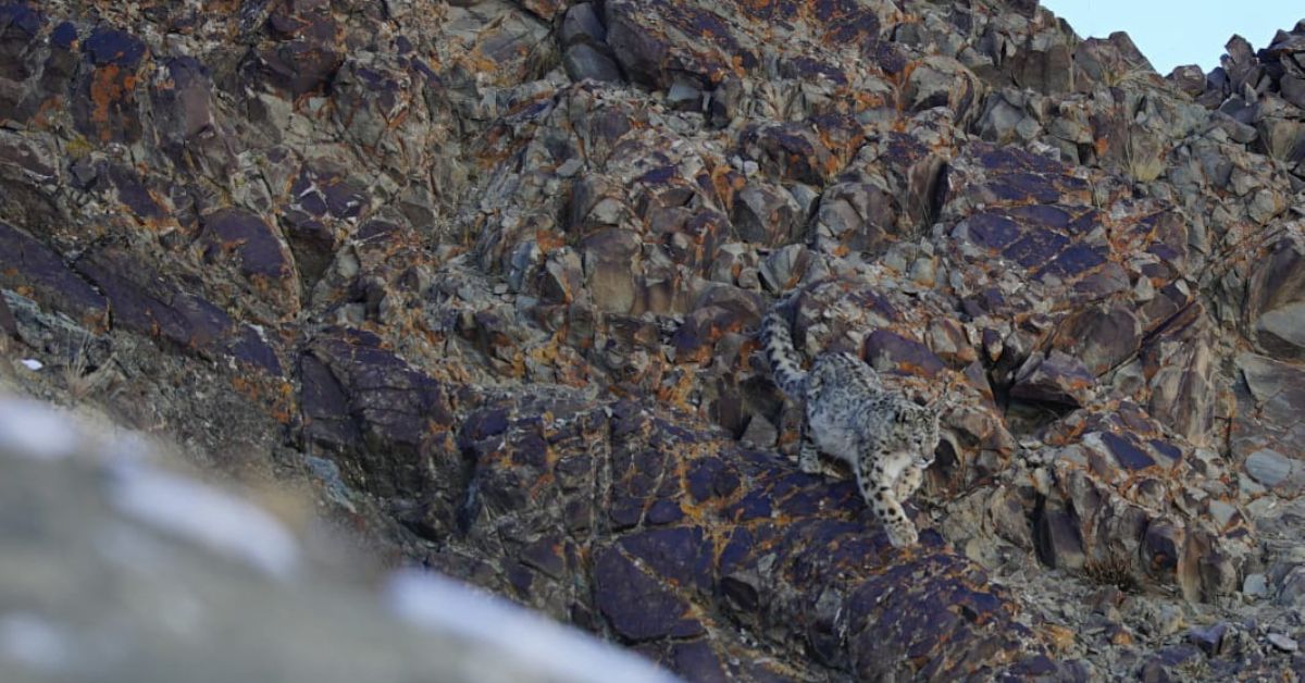 During his two-decade tenure as a wildlife guard, Khenrab has been involved in rescuing 47 snow leopards.