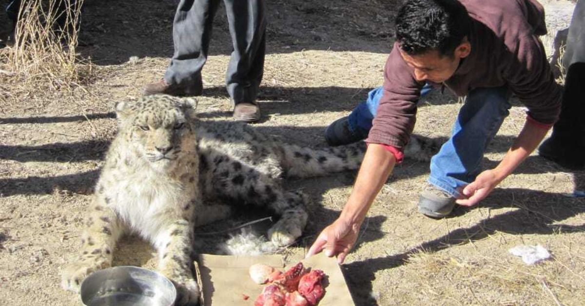 After rescuing the snow leopard, they are released back into the wild. Both Khenrab and Smanla Tsering were awarded the Royal Bank of Scotland's “Save the Species Award” for their work on snow leopard conservation in 2017.