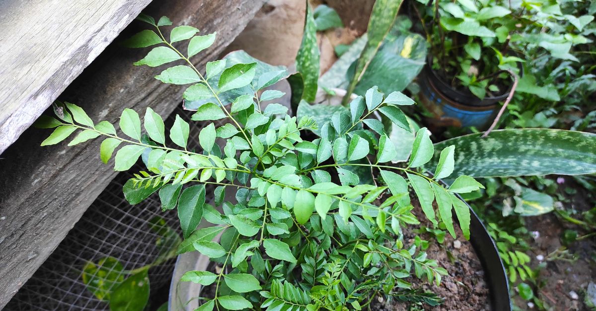 Curry leaves love sunlight — and patience.