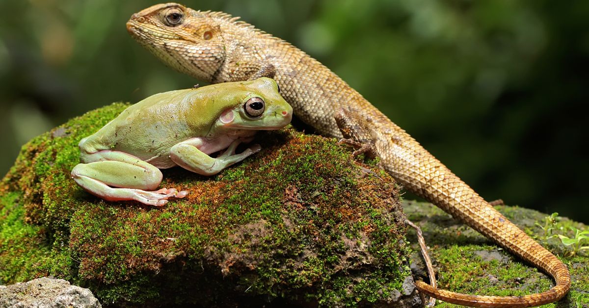 Frogs, insects, snails and small rodents multiply in wet conditions. 