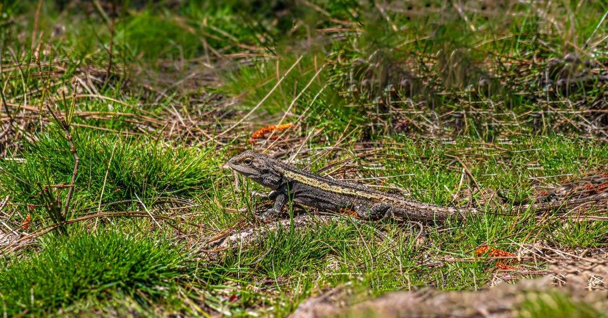 From harmless garden lizards to frogs, skinks, and the occasional snake, reptiles tend to appear more frequently during the monsoon. 