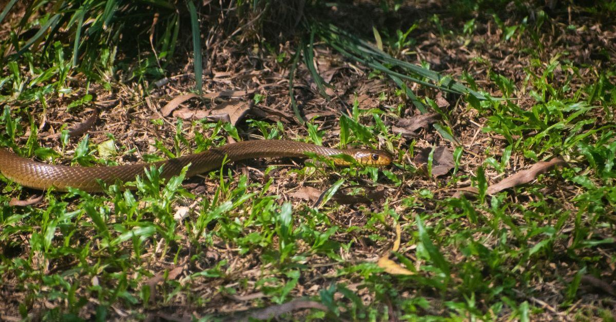If you find a reptile inside your home, especially a snake, the most important thing is to stay calm 