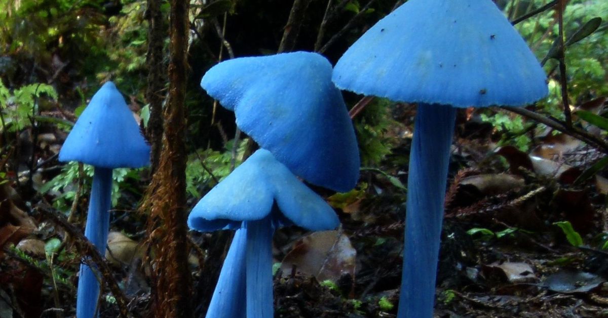 The blue pinkgill mushroom looks like it has been painted straight out of an artist’s palette.