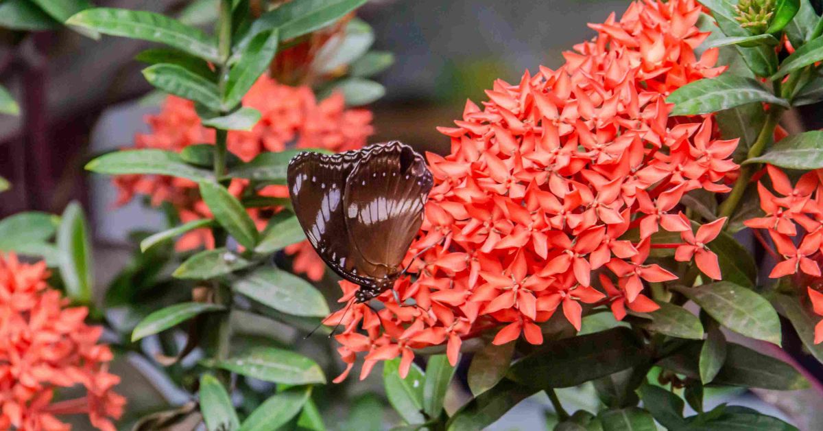 Butterflies adore its dense clusters of tiny red and orange flowers.