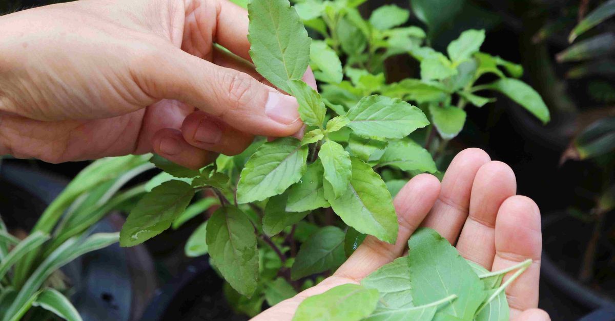 The tiny purple and white tulsi flowers are butterlies' favourites