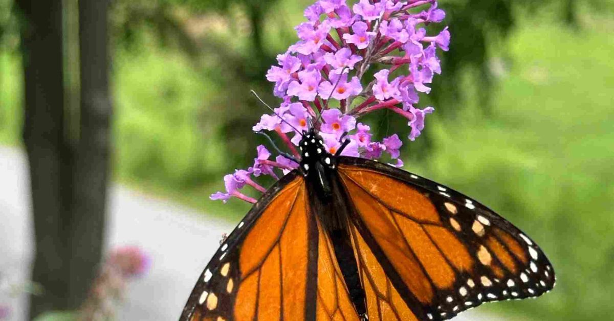 Milkweed's pretty pink and orange flowers offer nectar.