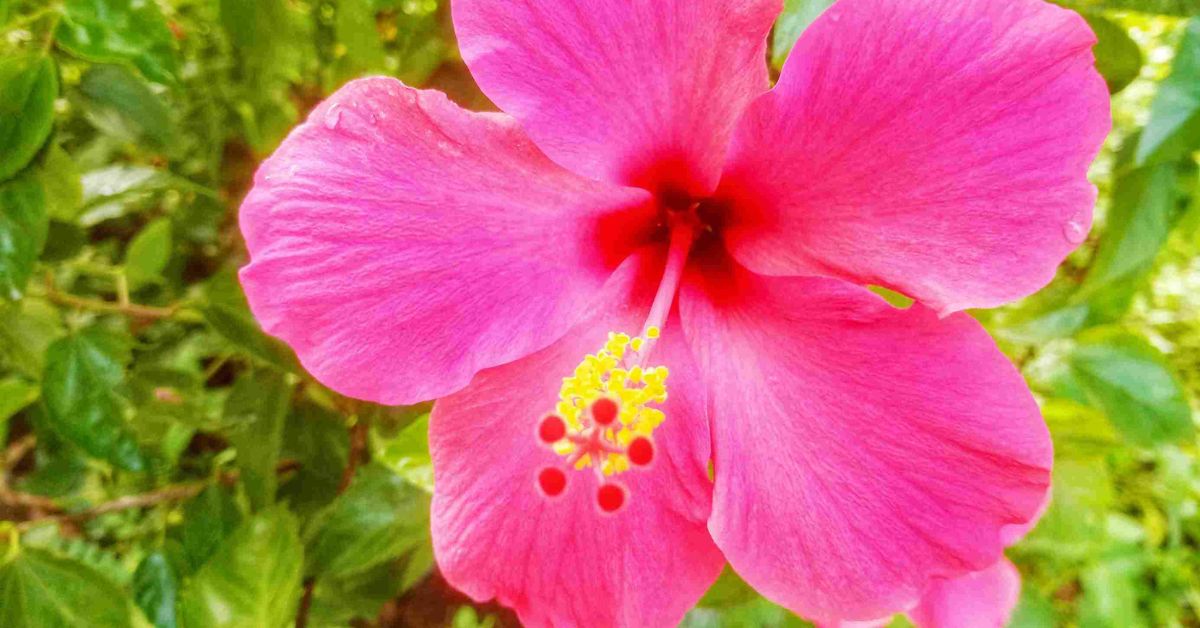 Hibiscus attracts large, colourful butterflies like the Common Mormon.