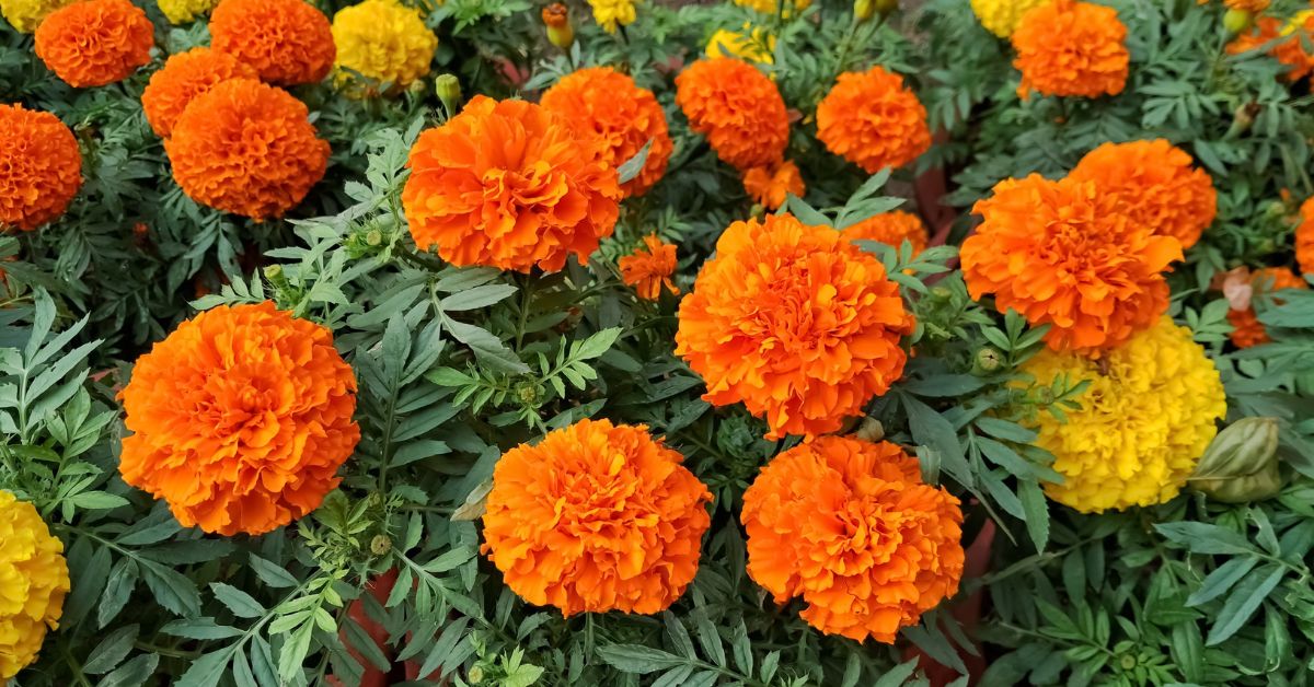 Why Indian Grandmothers Planted Marigolds in October