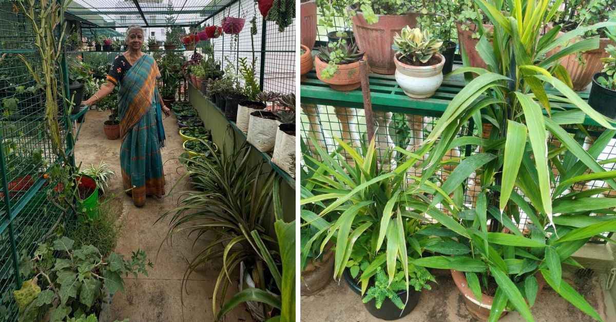 Tomatoes to Dragon Fruit: This 74-YO’s 1000+ Plant Terrace Garden in Bengaluru Feeds Her Family