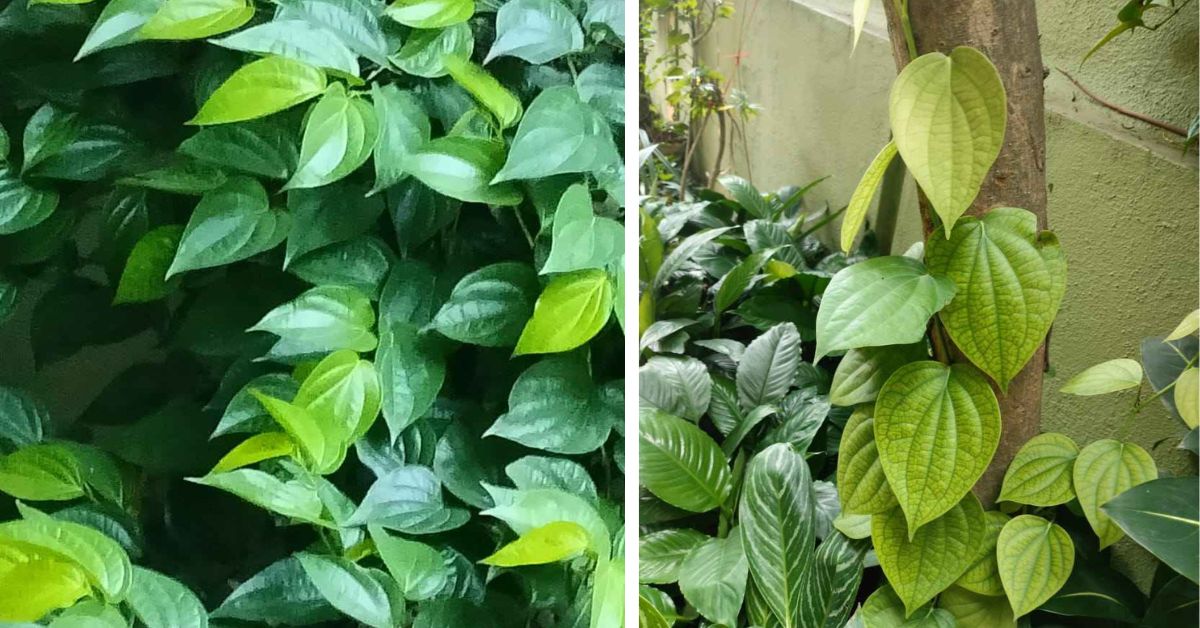 Home gardener in Bengaluru