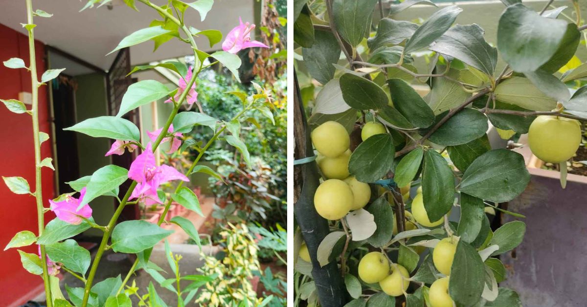 Home gardener in Bengaluru