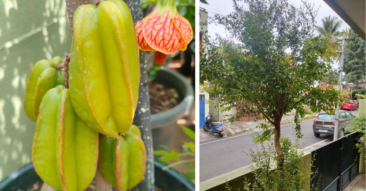 Home gardener in Bengaluru