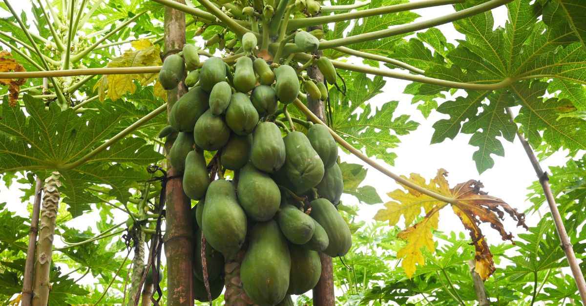New papaya variety by Bengal farmer