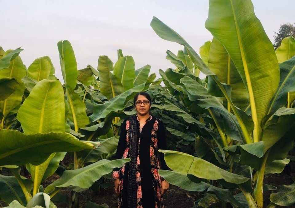 Vaishali Patil Khapli wheat Jalgaon