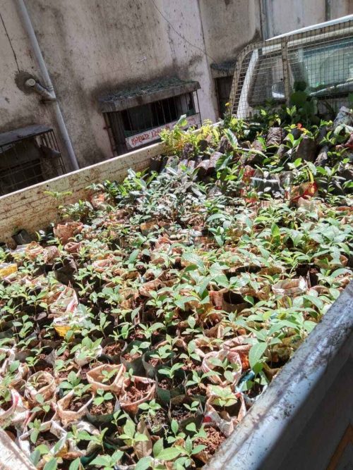 From sowing seeds to packing and sending off plants, the family does it all by themselves.