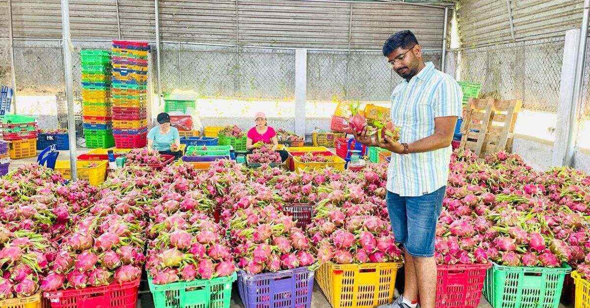 With dragon fruit farming, Mahesh Asabe has made agriculture a profit-making sector in the dry region.