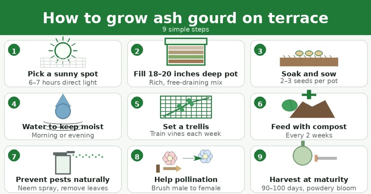 Follow this nine-step plan to grow ash gourd on your terrace.