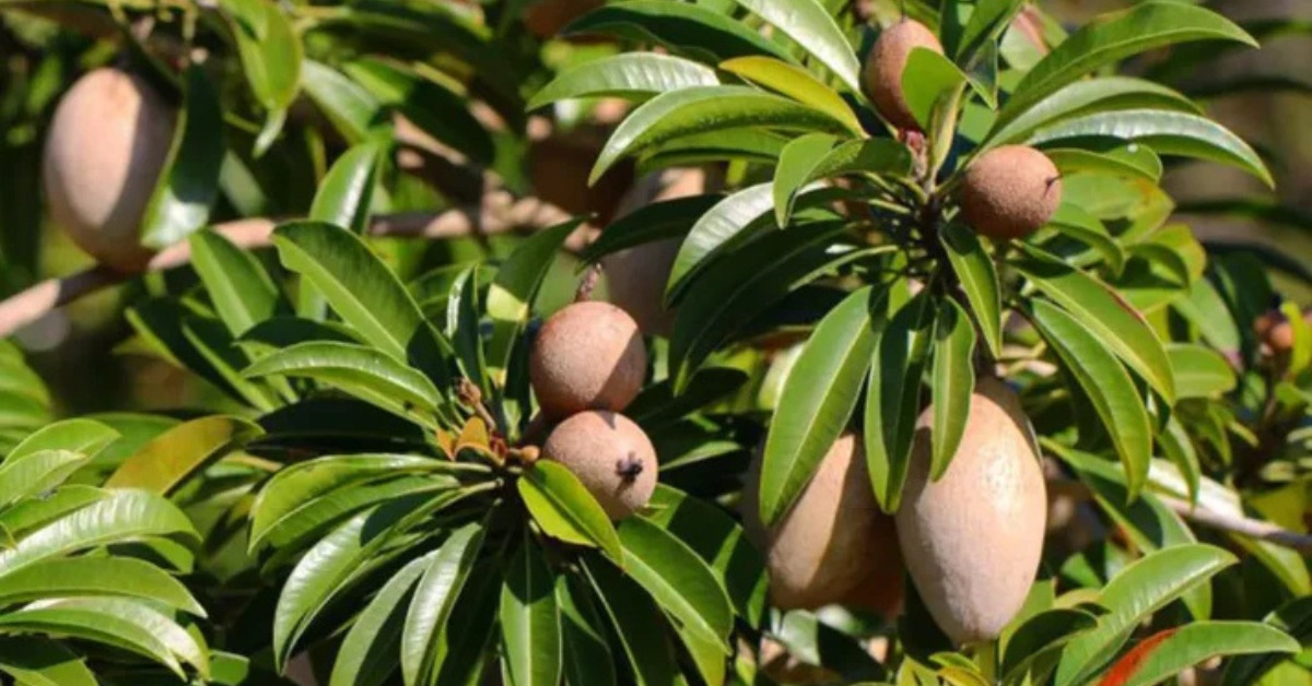 When your tree is two or more years old, begin pruning lightly during dry weather