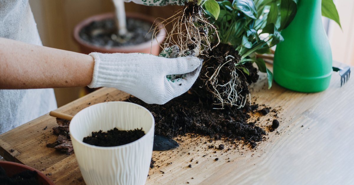 If roots are circling inside the pot or peeking out of the drainage holes, it’s time to repot.
