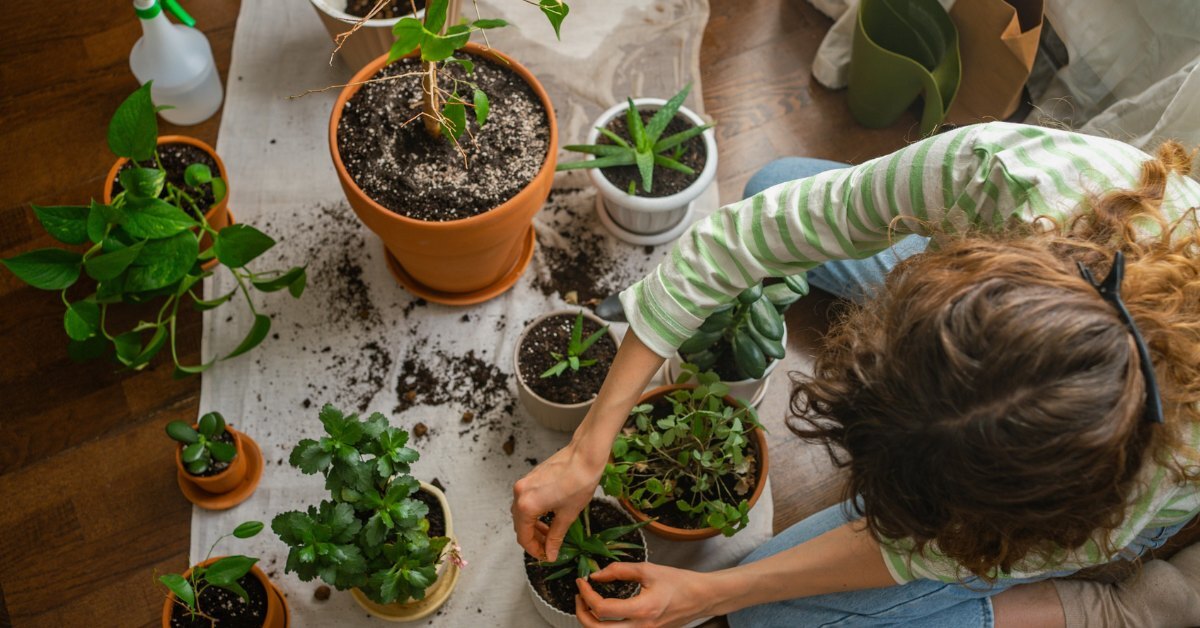 You can revive the soil with 5 easy steps.