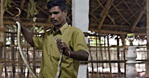 Why 80% of India’s Life-Saving Anti-Venom Depends on This Tribal Community