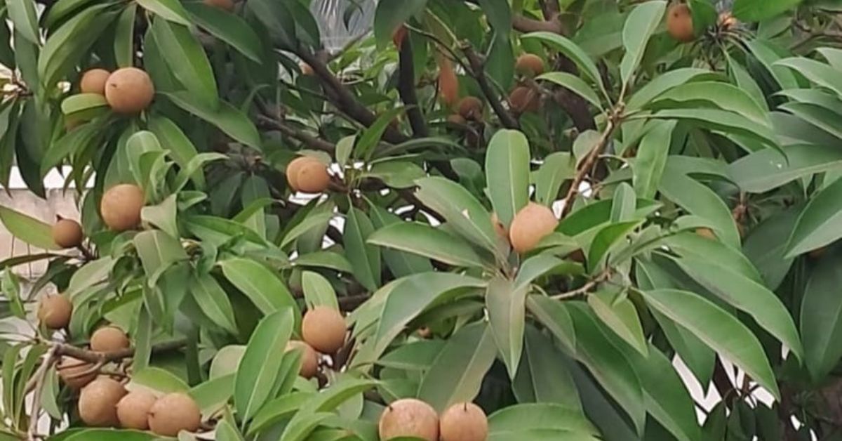 With a little space and care, you can savour sweet, chemical-free fruits grown right at home.