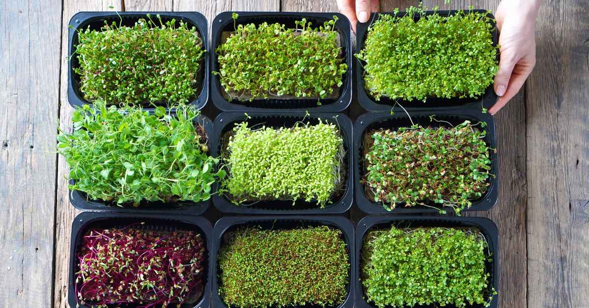 For beginners, mustard and fenugreek are the easiest to grow.