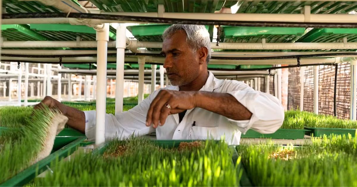 The solar-powered hydroponic fodder unit is a game-changing setup that allows growing of fresh, green, extremely nutritious fodder daily, without depending on erratic rains to irrigate ground fodder