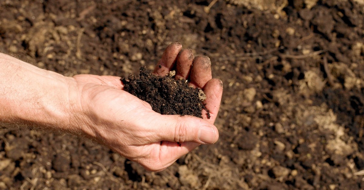 Loamy soil, a balanced mix, offers the best drainage and water retention; Picture source: Better Homes & Gardens