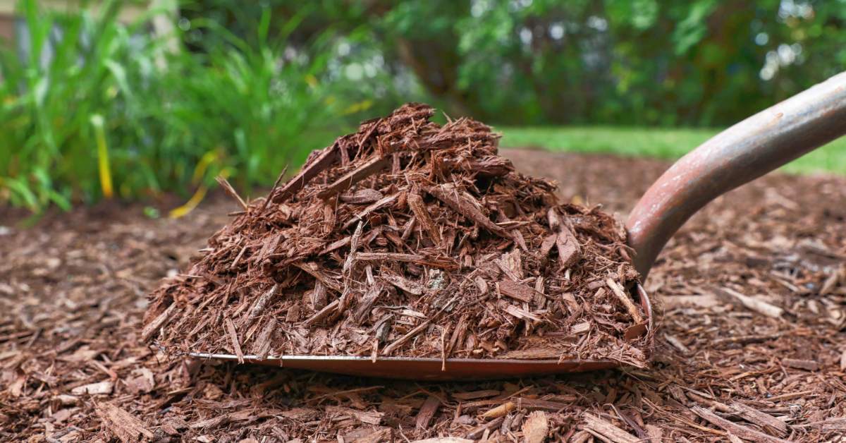 Mulch holds moisture in during dry spells; Picture source: Gardening Know How