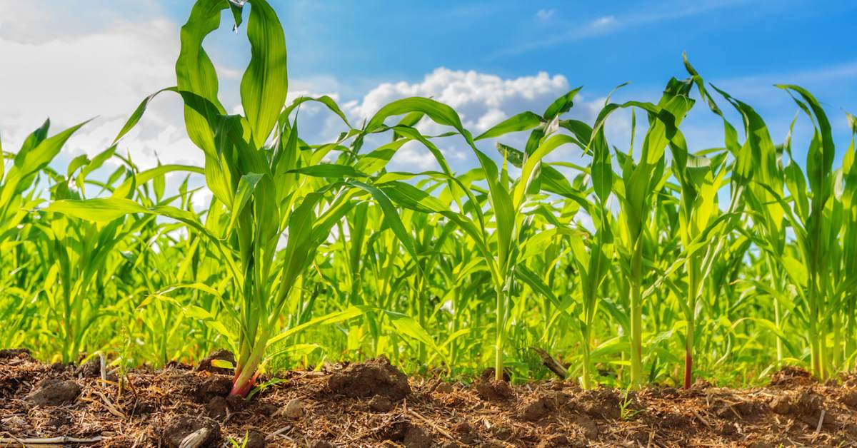 Use compost properly because it helps to balance moisture and nutrients, which are important for crops; Picture source: Earth.com