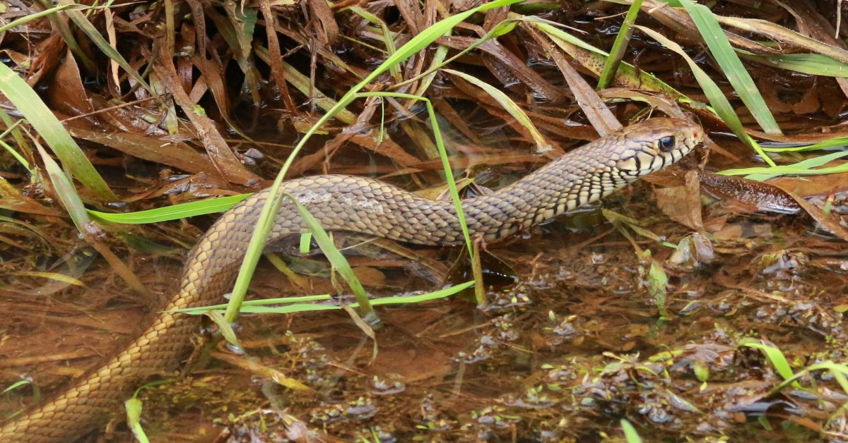 Rat Snake Rescued from Delhi School by Wildlife SOS