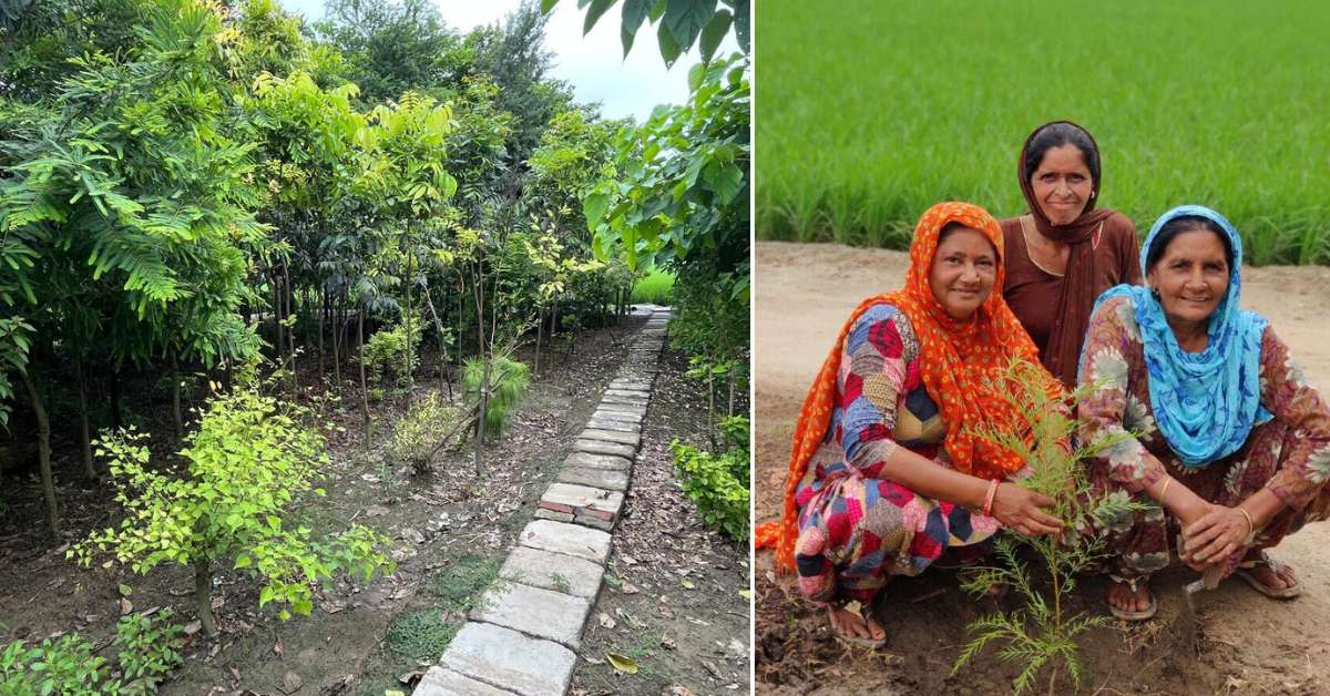 How Roundglass Foundation Planted 3 Million Trees in Punjab