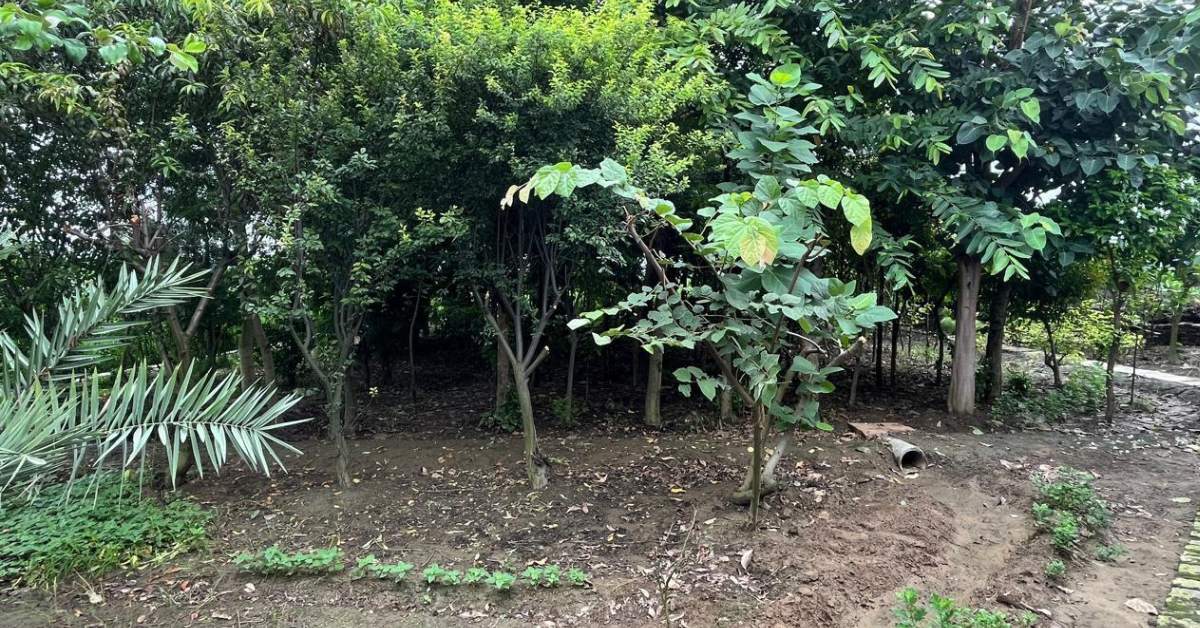 The foundation has planted around three million native trees so far in the villages 