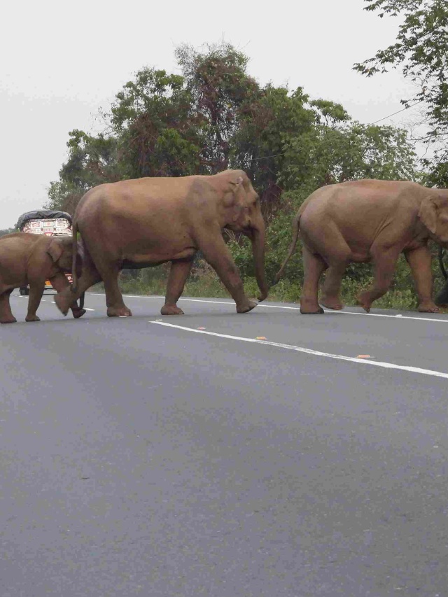Gurugram Highways Set for Wildlife Corridors to Prevent Animal Roadkills