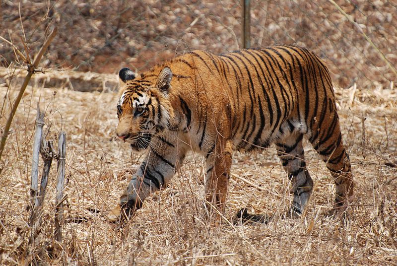 Founder of BNCS, Anil Mistry partners with forest officials to stop poaching and protect wildlife.