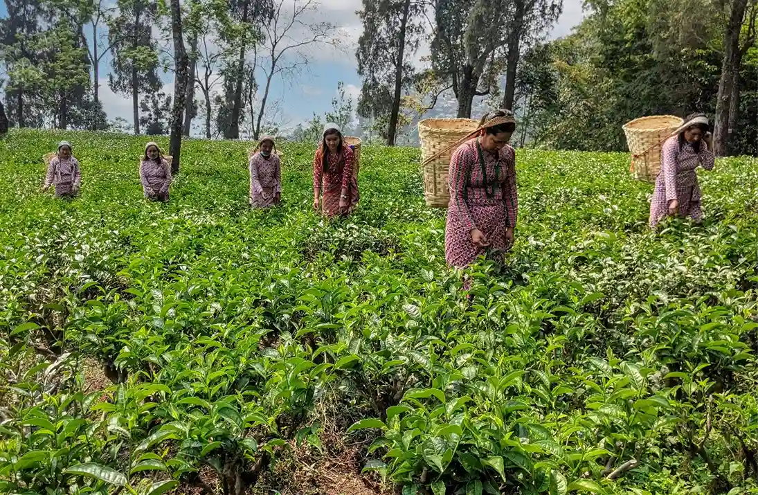 The Makaibari Volunteer program enables youth to contribute to eco-tourism and help the local women while learning skills